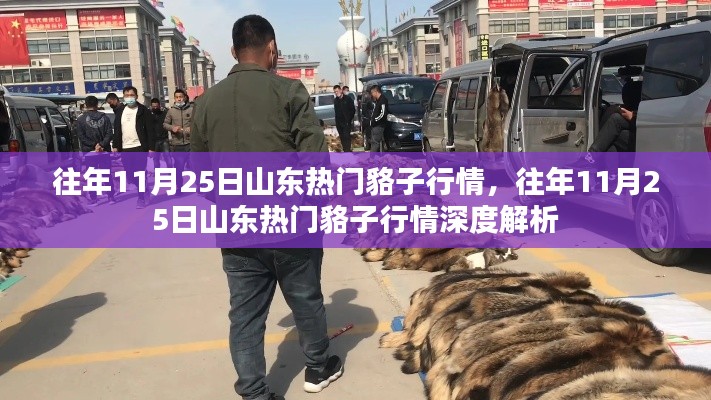 山东热门貉子行情解析，历年11月25日市场深度观察