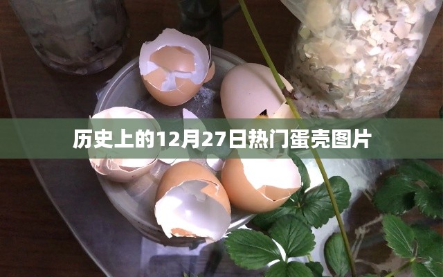 精选蛋壳图片，历史上的今天热门蛋壳设计回顾