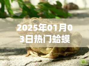 热门蛤蟆，聚焦2025年1月3日资讯动态