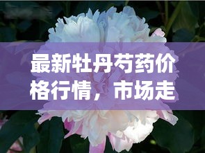 最新牡丹芍药价格行情，市场走势及影响因素分析