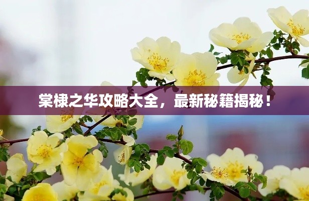 棠棣之华攻略大全，最新秘籍揭秘！