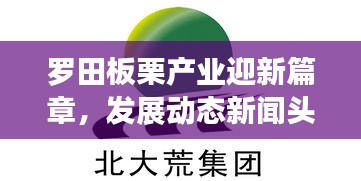 罗田板栗产业迎新篇章，发展动态新闻头条抢先看