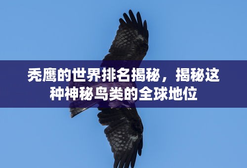 秃鹰的世界排名揭秘，揭秘这种神秘鸟类的全球地位