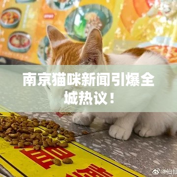 南京猫咪新闻引爆全城热议！