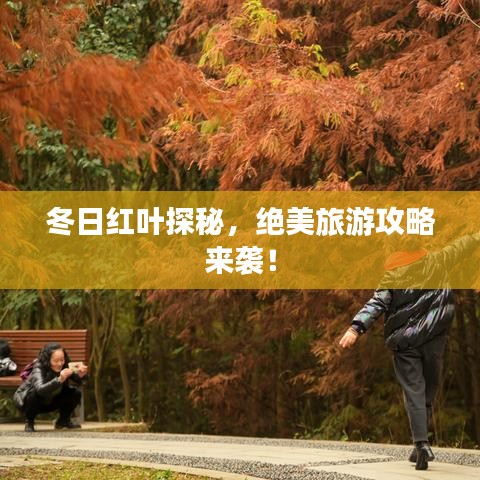 冬日红叶探秘，绝美旅游攻略来袭！