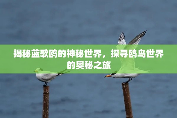 揭秘蓝歌鸥的神秘世界，探寻鸥鸟世界的奥秘之旅
