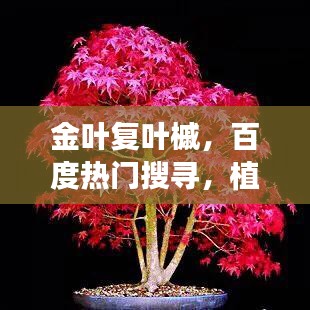 金叶复叶槭，百度热门搜寻，植物魅力揭秘！