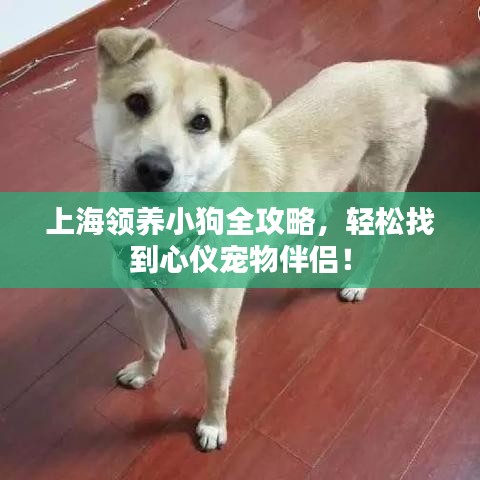 上海领养小狗全攻略，轻松找到心仪宠物伴侣！