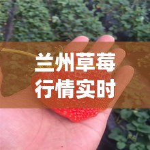 兰州草莓行情实时更新，今日市场走势及最新报价