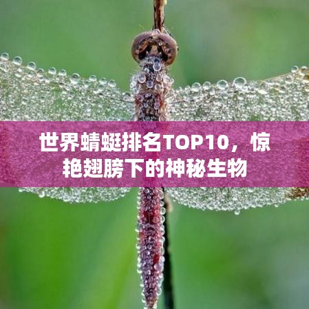 世界蜻蜓排名TOP10，惊艳翅膀下的神秘生物