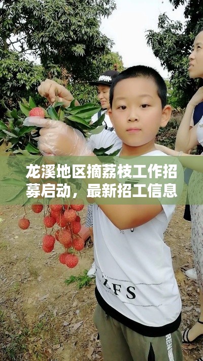 龙溪地区摘荔枝工作招募启动，最新招工信息抢先看