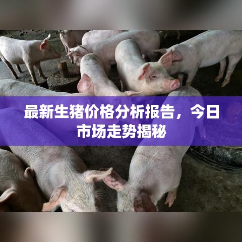 最新生猪价格分析报告，今日市场走势揭秘