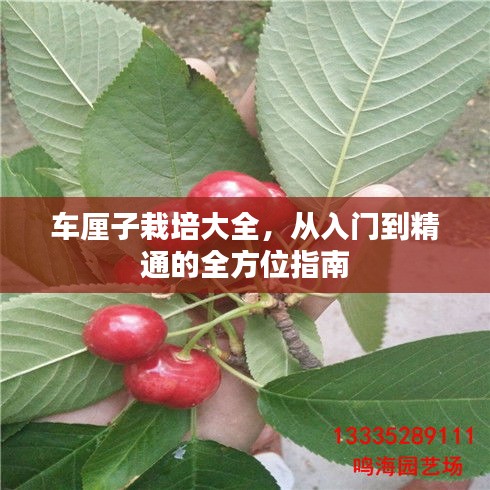 车厘子栽培大全，从入门到精通的全方位指南