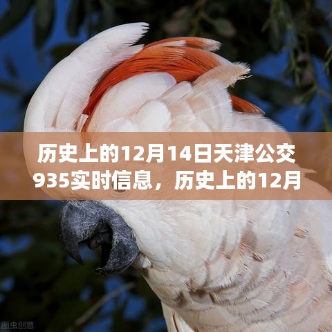 天津公交935路的历史轨迹，与自然美景的不解之缘，实时信息一览无余（历史上的12月14日）