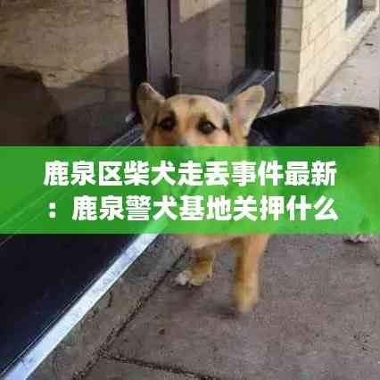 鹿泉区柴犬走丢事件最新:鹿泉警犬基地关押什么犯人