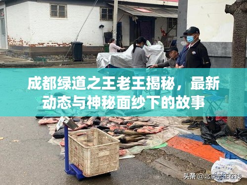 成都绿道之王老王揭秘，最新动态与神秘面纱下的故事