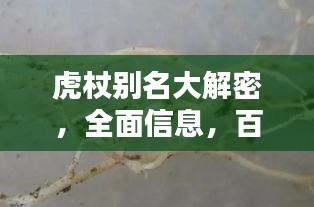 虎杖别名大解密，全面信息，百度带你深入了解