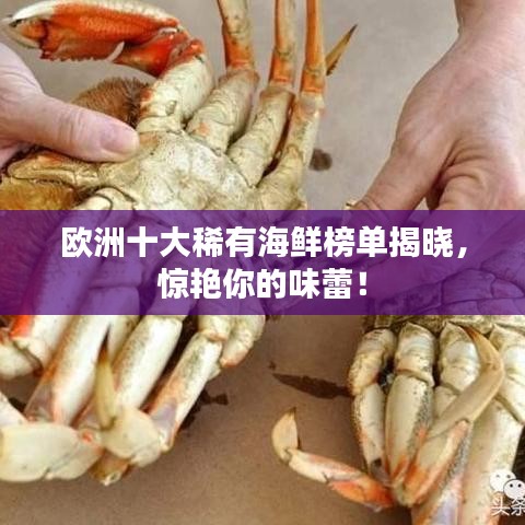 欧洲十大稀有海鲜榜单揭晓，惊艳你的味蕾！