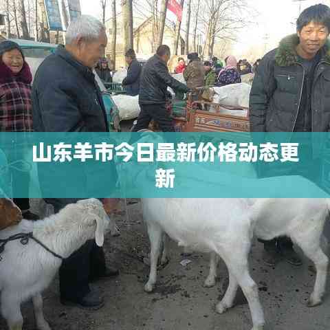 山东羊市今日最新价格动态更新