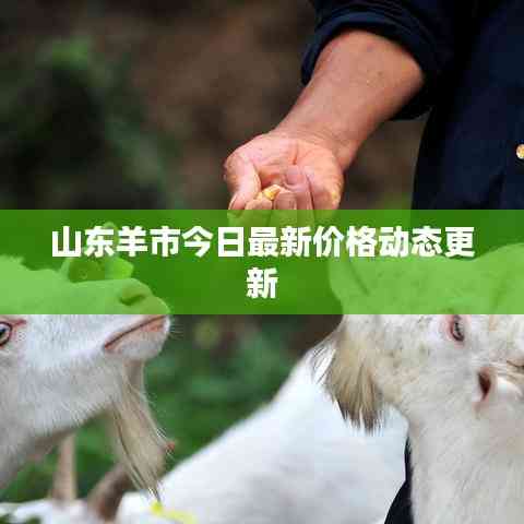 山东羊市今日最新价格动态更新